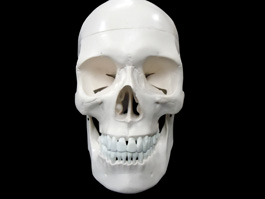頭蓋骨 標準模型
