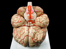脳解剖模型