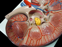 腎臓断面図 3倍拡大モデル