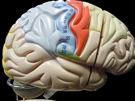 脳実質 2倍拡大 機能解説模型 6