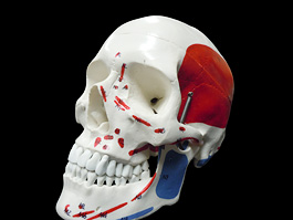 頭蓋骨 筋肉付着部 詳細模型 4