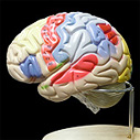 脳実質　2倍拡大　領域解説模型