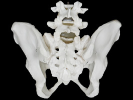 腰椎付き 女性骨盤模型04