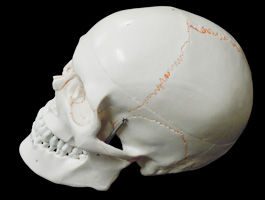頭蓋骨 詳細解説モデル03