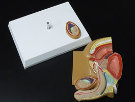 男性泌尿器・生殖器 断面模型