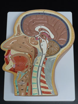 頭部・頚部 等身大正中断面模型