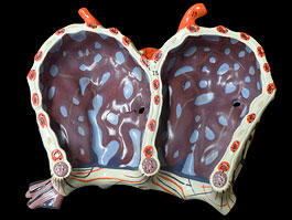 肺胞模型