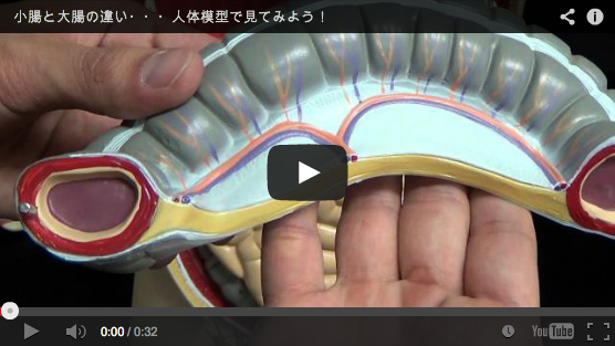 小腸および横行結腸
