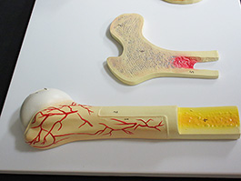 6骨解剖模型