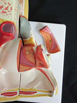 4女性骨盤内臓　デラックス模型
