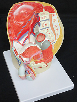 1男性骨盤内臓　デラックス模型