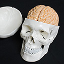 蓋骨、脳実物大模型
