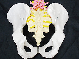 脊椎全体　実物大色分け模型9