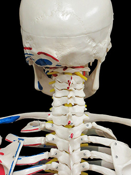 全身骨格神経、筋肉系再現模型11