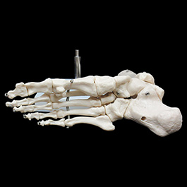 足の骨格模型04