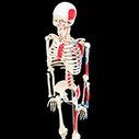 腰椎付き女性骨盤模型
