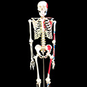 腰椎付き女性骨盤模型