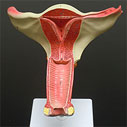 腰椎付き女性骨盤模型