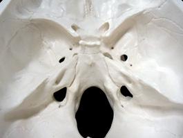 頭蓋骨 標準模型