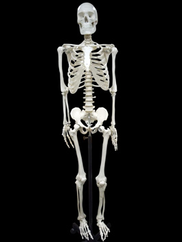 人体骨格模型 全身モデル 170cm等身大 大阪人体模型センター
