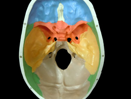 頭蓋骨 色分け模型
