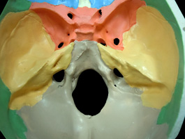 頭蓋骨 色分け模型