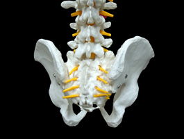 脊椎全体像 椎骨動脈・脊髄付きモデル