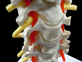 頸椎・椎骨動脈・脊髄モデル