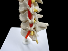 頸椎・椎骨動脈・脊髄モデル