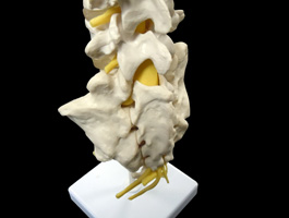腰椎・仙骨・脊髄神経モデル