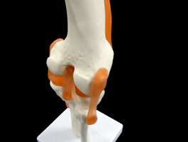 2靭帯付き膝関節模型