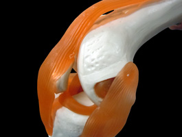 6靭帯付き膝関節模型