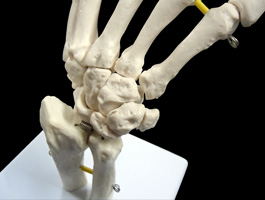 手・指の骨格模型