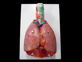 胸部（肺・心臓・気管）模型
