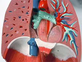 胸部（肺・心臓・気管）模型