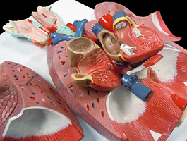 胸部（肺・心臓・気管）模型