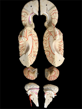 脳解剖模型