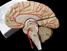 脳解剖模型