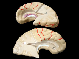 脳解剖模型