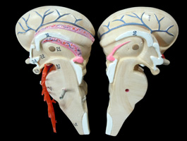 脳解剖模型