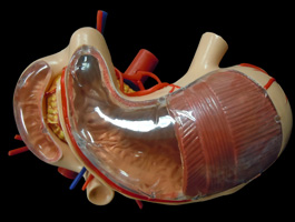胃・十二指腸・膵臓+腹部大動脈模型