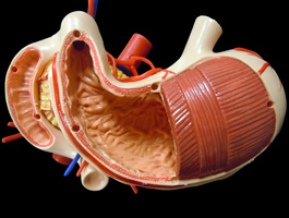 胃・十二指腸・膵臓+腹部大動脈模型