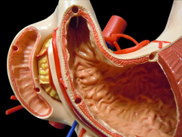 胃・十二指腸・膵臓+腹部大動脈模型