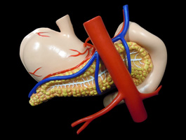 胃・十二指腸・膵臓+腹部大動脈模型