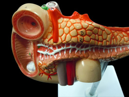 膵臓・脾臓・十二指腸模型