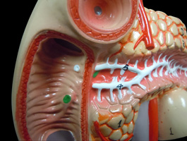 膵臓・脾臓・十二指腸模型