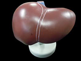 肝臓模型