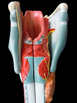 喉頭部・気管 2倍拡大模型
