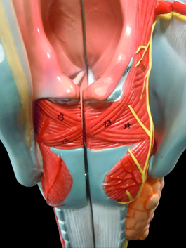 喉頭部・気管 2倍拡大模型