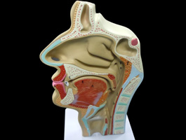鼻・口・咽頭・喉頭部の正中断面模型